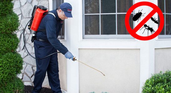 Hanak Uçan Haşere İlaçlama böcek ilaçlama ve haşere kontrolü — ilaclama-tr.com